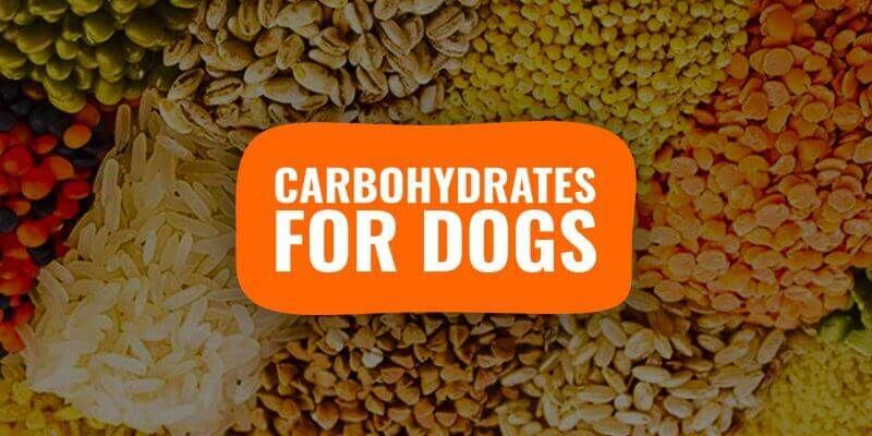 are carbs good for dogs