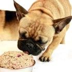 Feeding Recommendations
