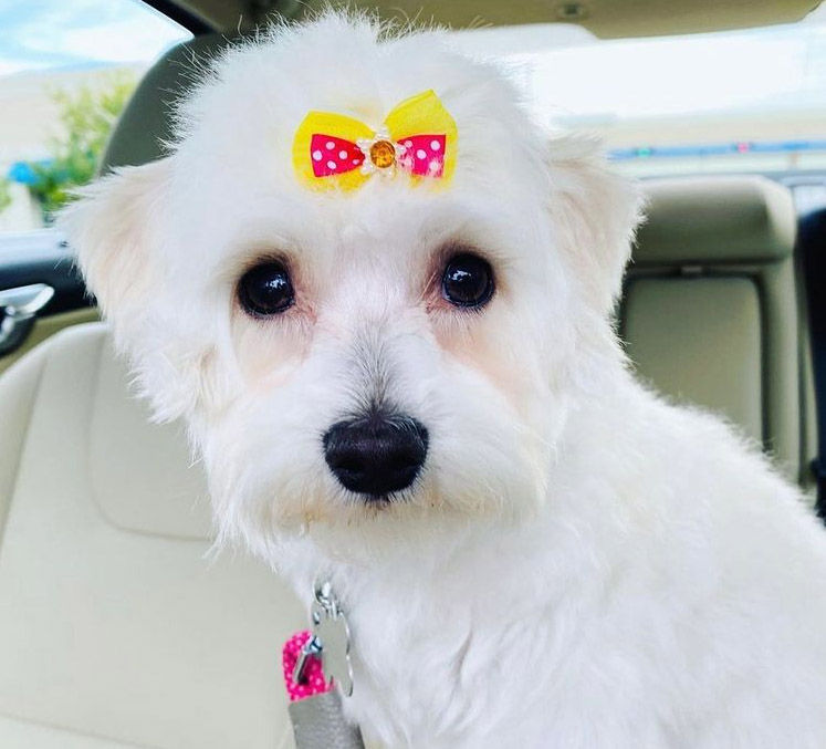 New Years Resolution – A Well Groomed Pup!