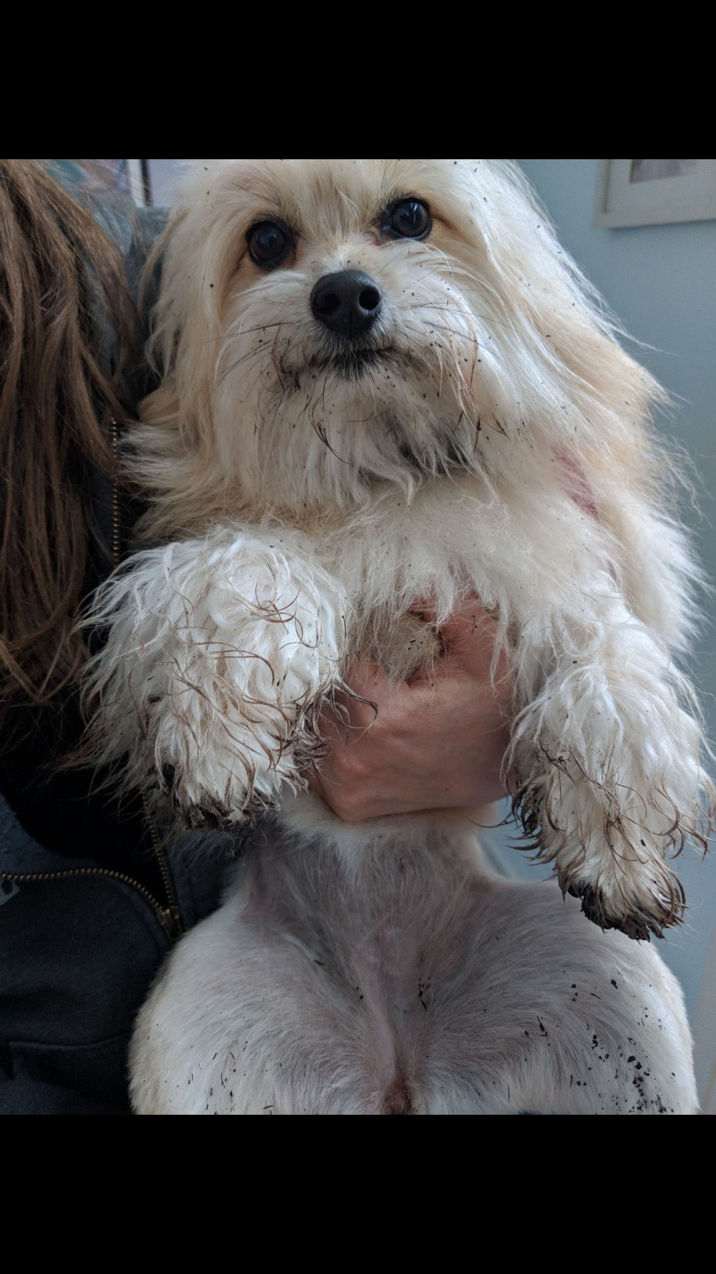 Dirty Dog?