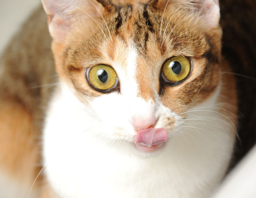 Transitioning Your Pets' Food