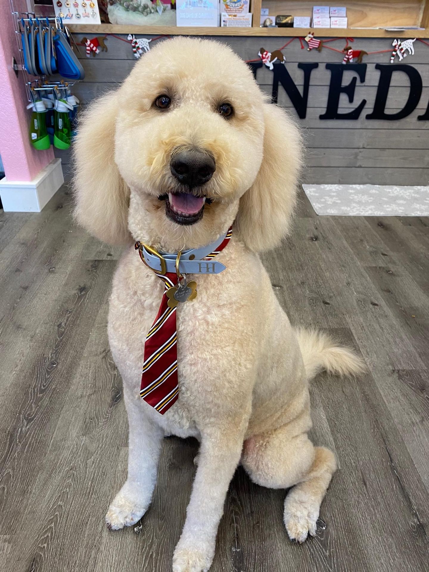 New Year, New Fur: Kick off 2021 With A Well Groomed Pup