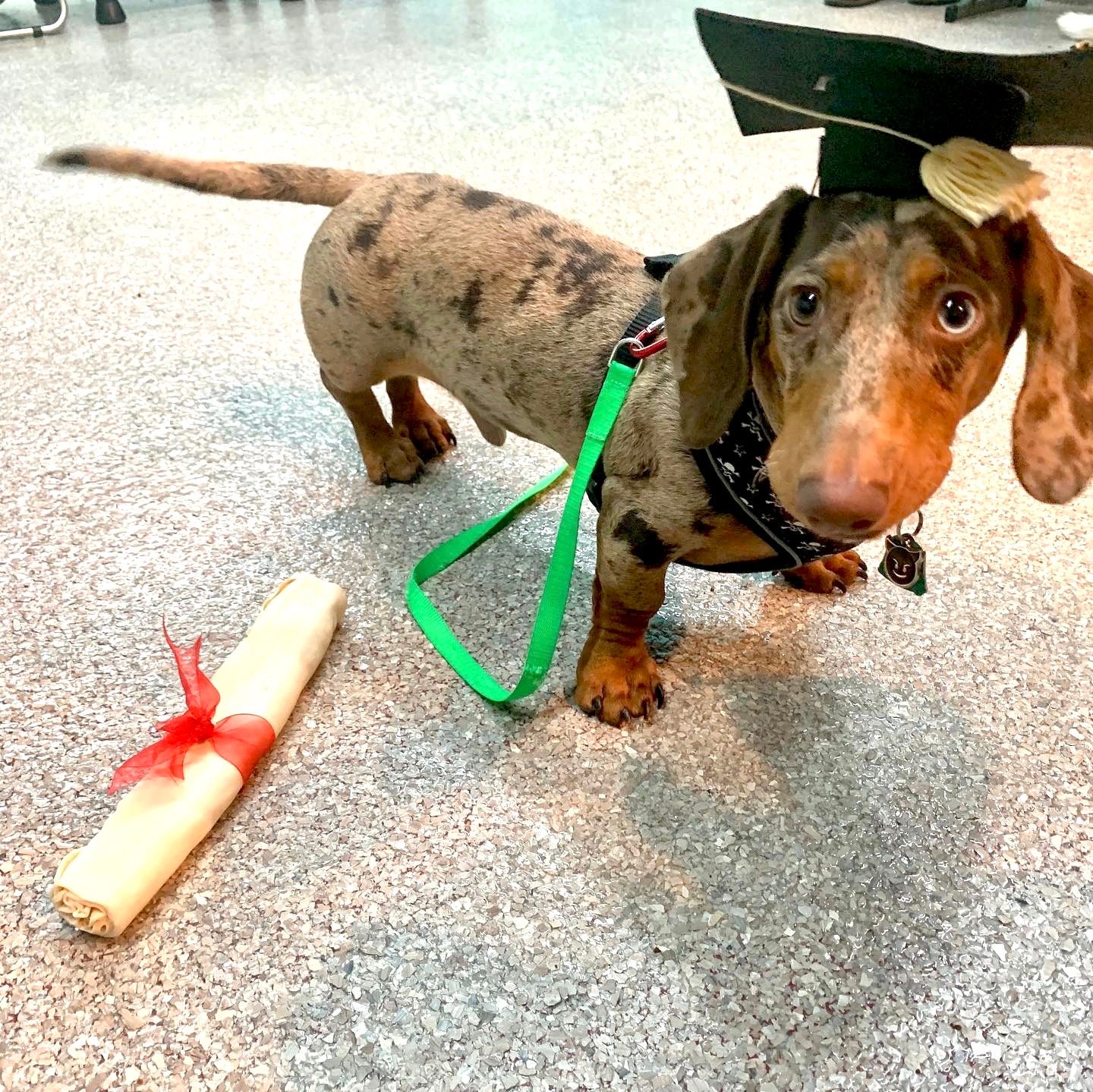 National Train Your Dog Month