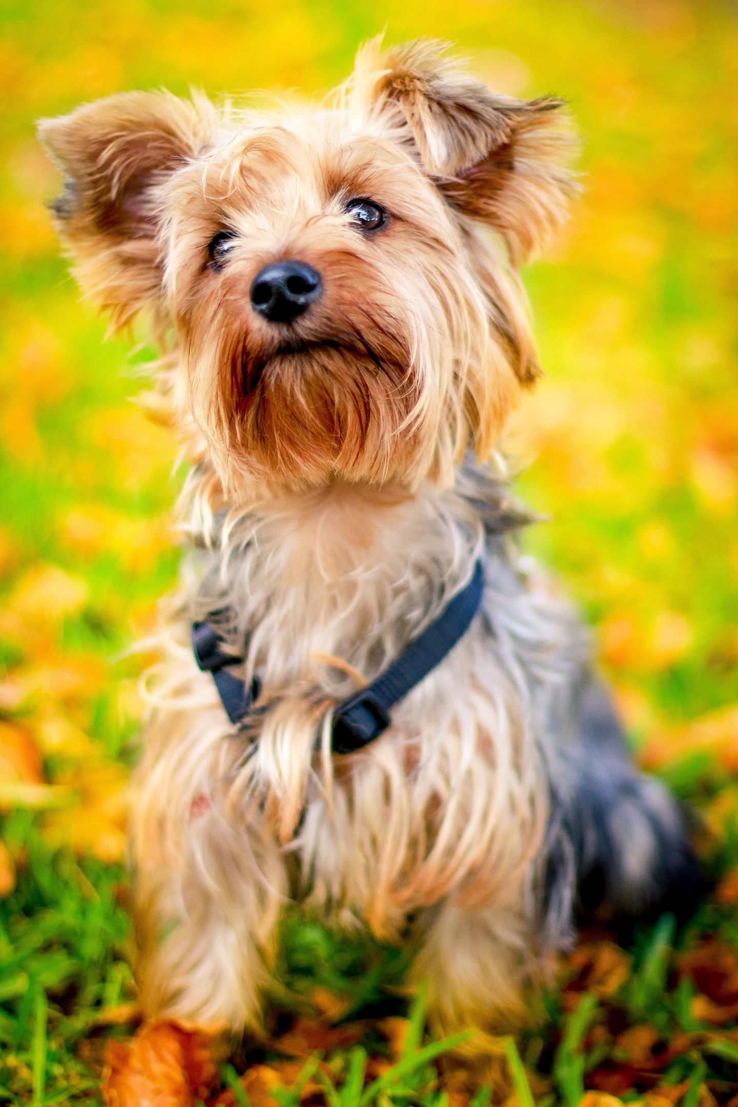 Image of blog post CBD for Pets