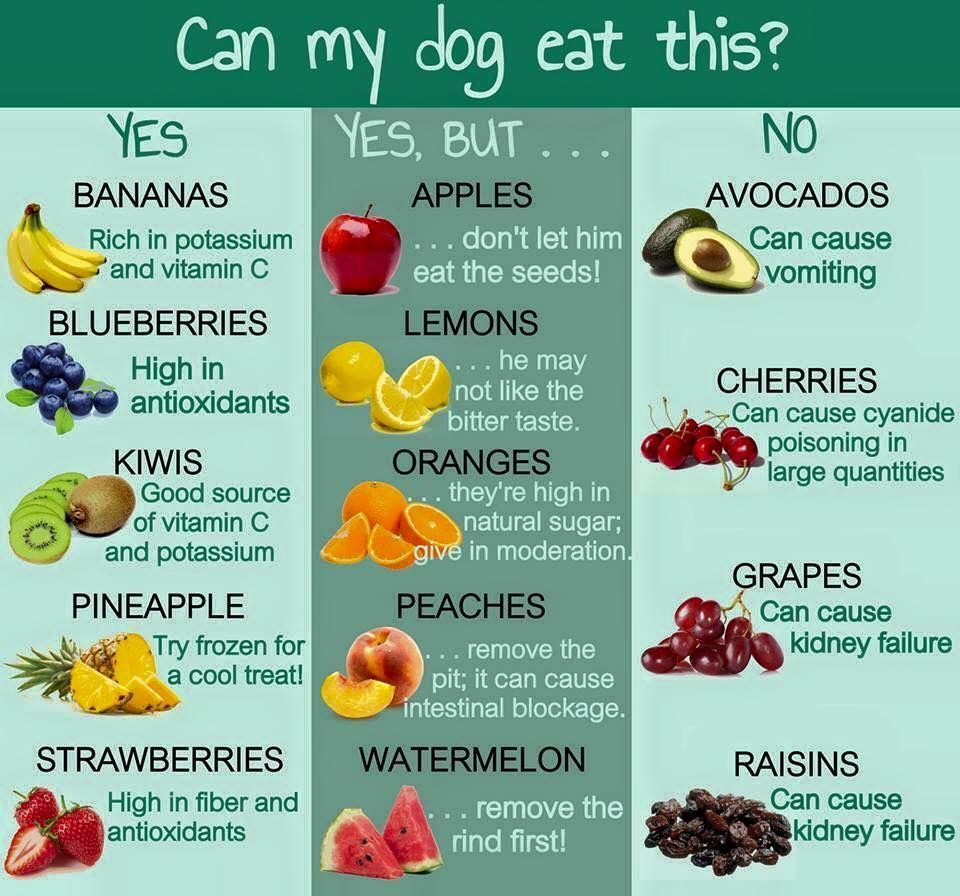 What My Dog Can Eat!