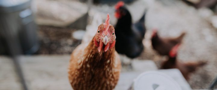 Mike’s Gift Guide For Your Chickens & Chicken Lovers