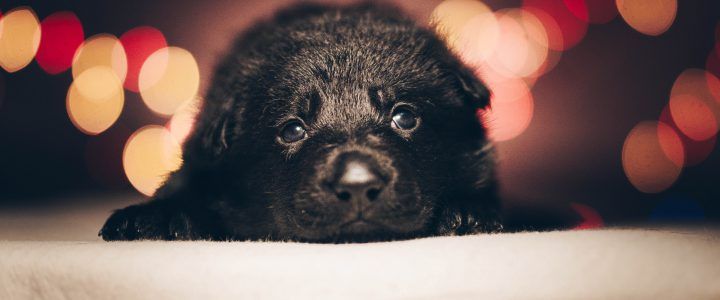 How To Introduce A Pandemic Puppy To Real Life