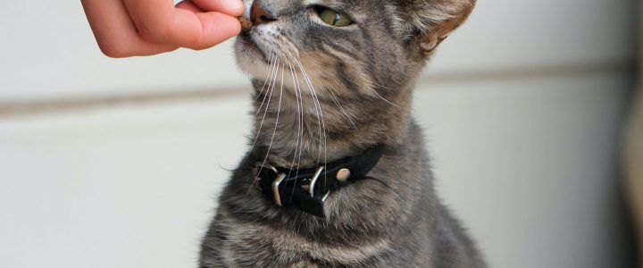 5 DIY At-Home Treat Recipes Your Cat Will Love