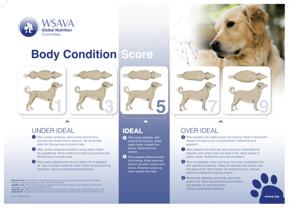 Is Your Dog Fit Or Fat - You Decide