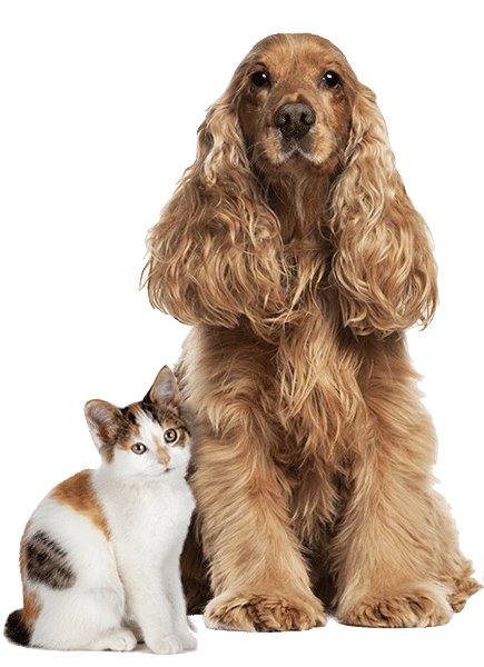 Dog-Cat