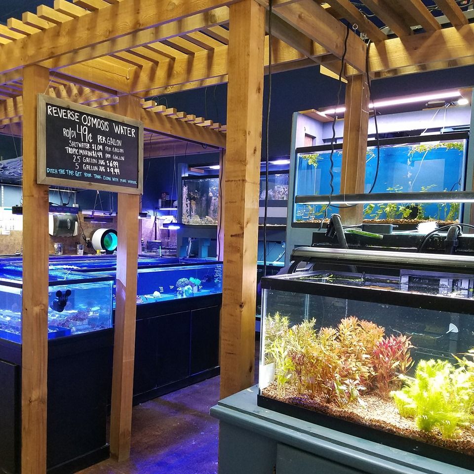 Saltwater aquarium sales fish store