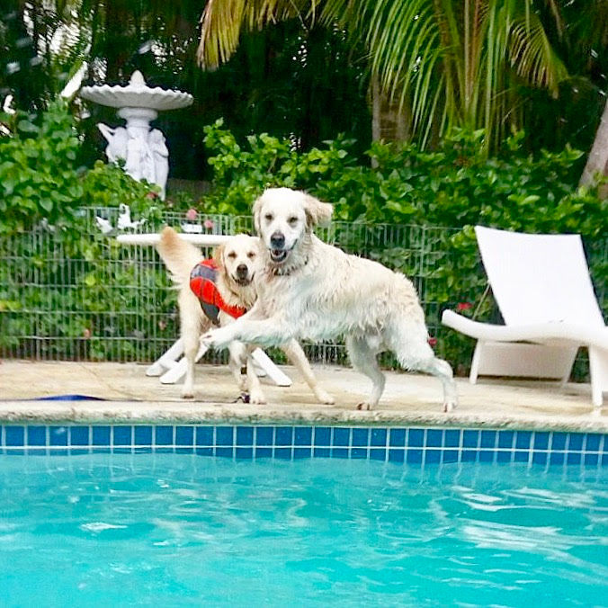 Golden taking a swim