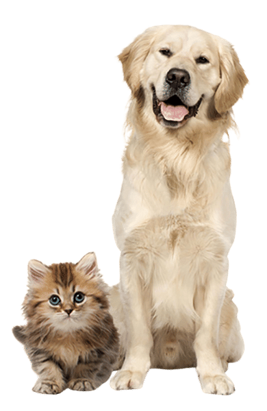Dog-Cat