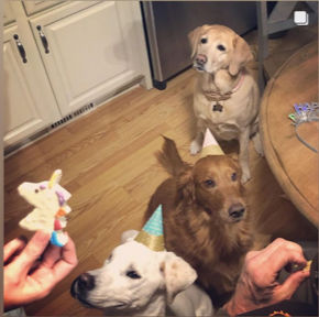 Dog Party