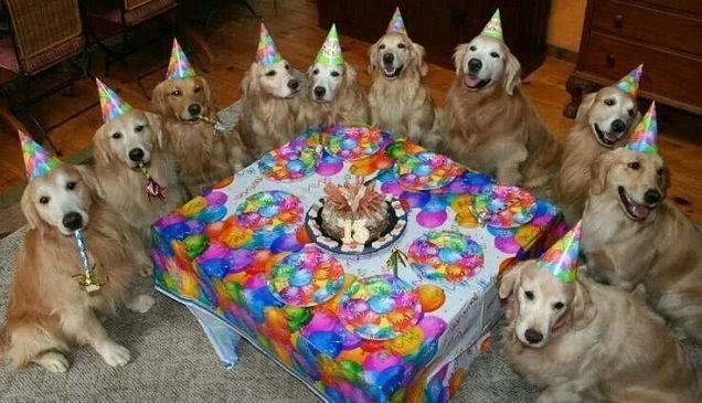 Dog Party