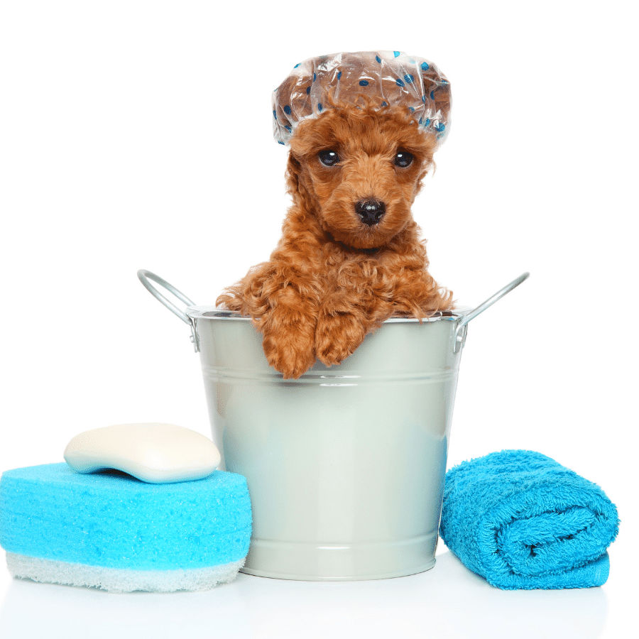 Healthy Pet Products Do-It-Yourself Dog Wash