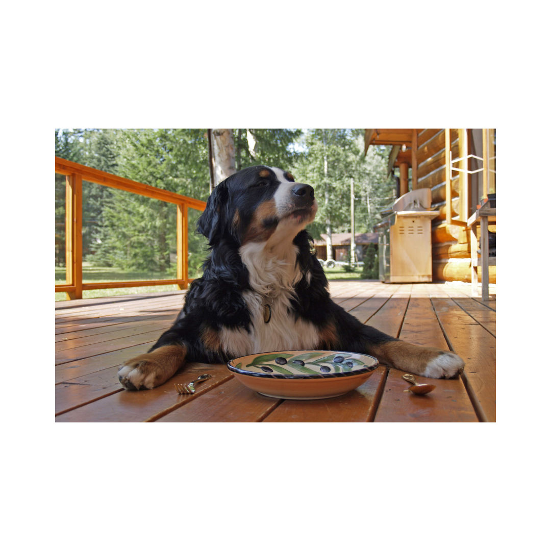 8 Healthy Dog Food Toppers Highland, Michigan