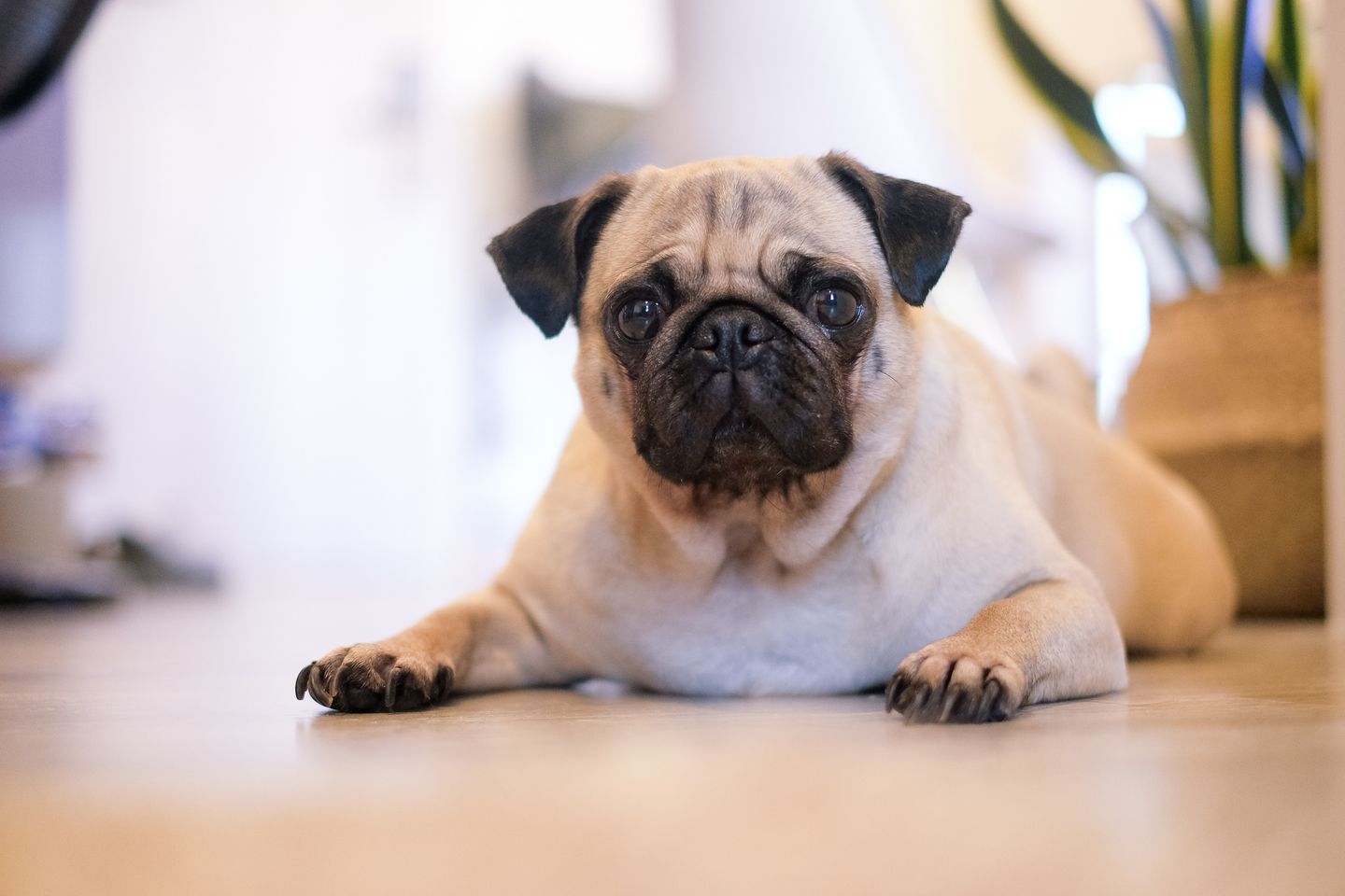 Keep Your Pets Healthy with Proper Pet Food Storage