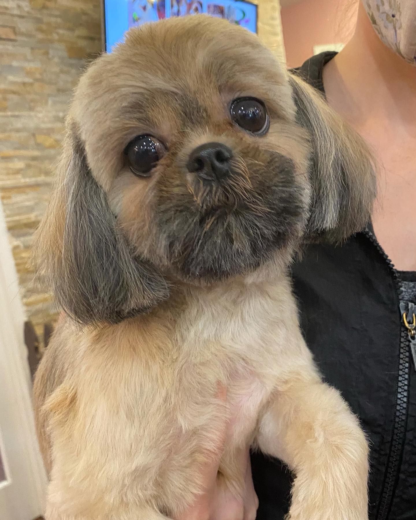 Grooming Dogs With Anxiety Woofgang Bakery