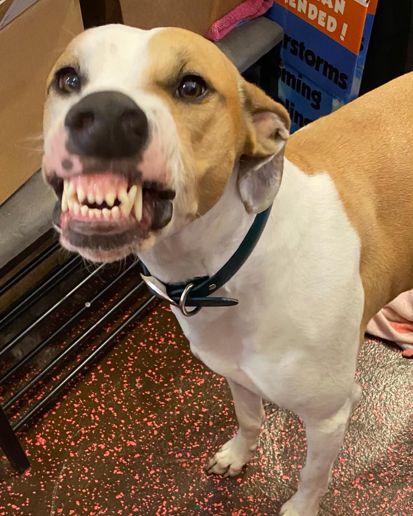 Why Is Your Dog’s Dental Health Critical to Their Overall Health?