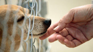 6 FREE Local Places to promote your Pet Rescue Events Online