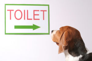 Dog Potty Training Tips