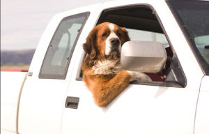 Keep Pets Safe in the Car