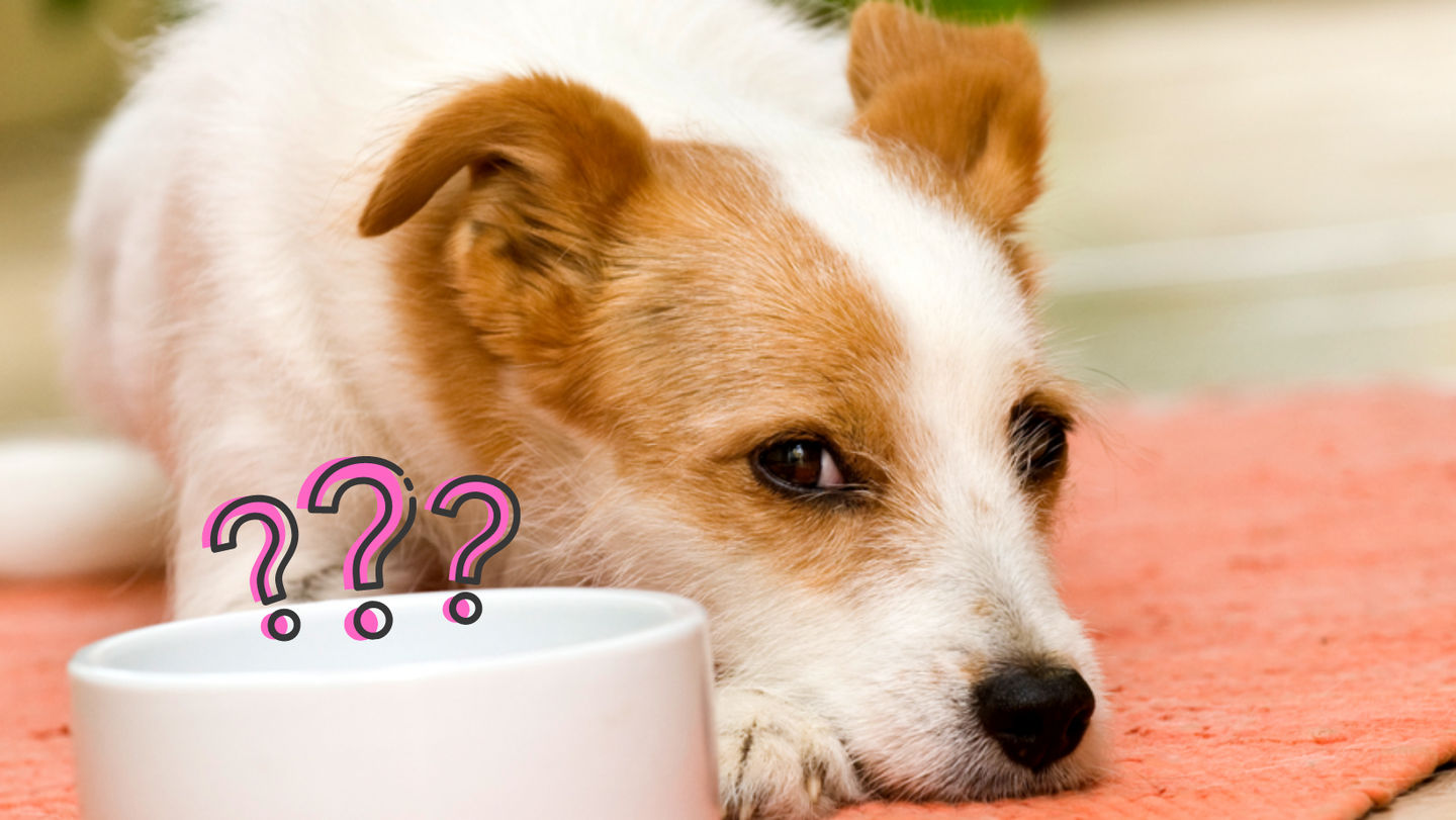 Image of blog post What Should Your Dog Be Eating?