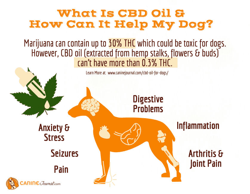 how to stimulate your dogs appetite cbd