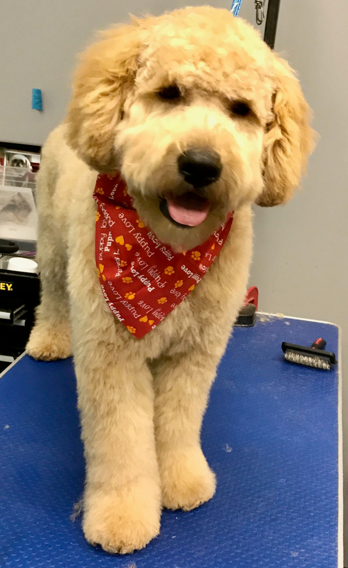 puppy love grooming salon