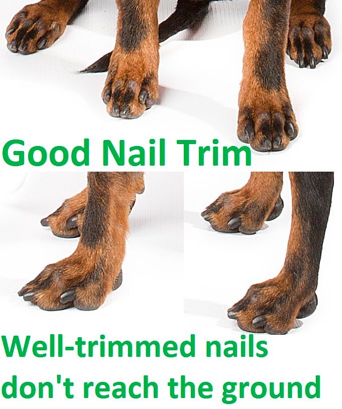 Why Nail Trims are important