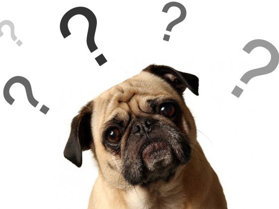 How to choose a groomer