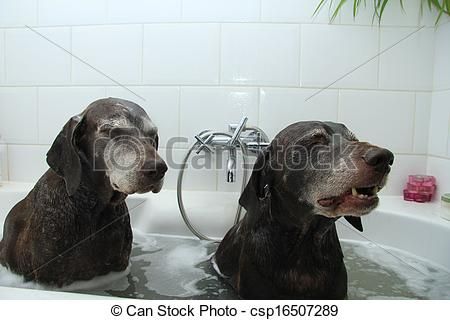 Why all dogs need a groomer (yes I said all dogs).