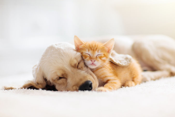 Pet-Proofing 101: Making a Safe Haven for Your New Pet