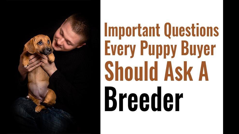 Breeder Questions – Doodle Version