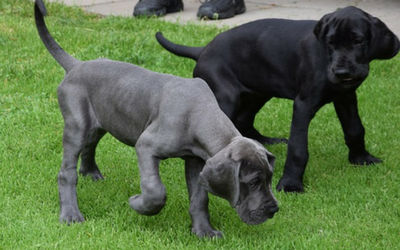 Should you feed Large Breed Puppy Food to your Puppy?
