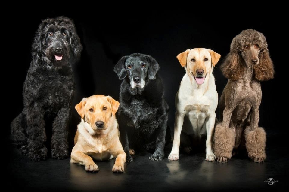 Walk The Walk! Our 5 Dogs