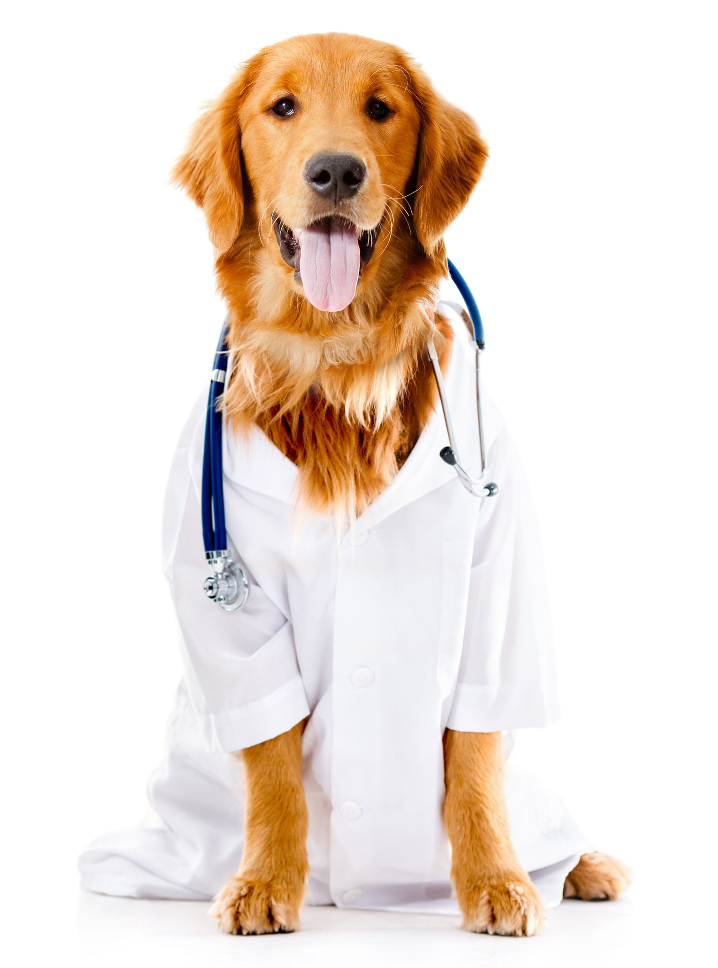 Why a Low Protein Diet for Kidney Disease in Dogs?