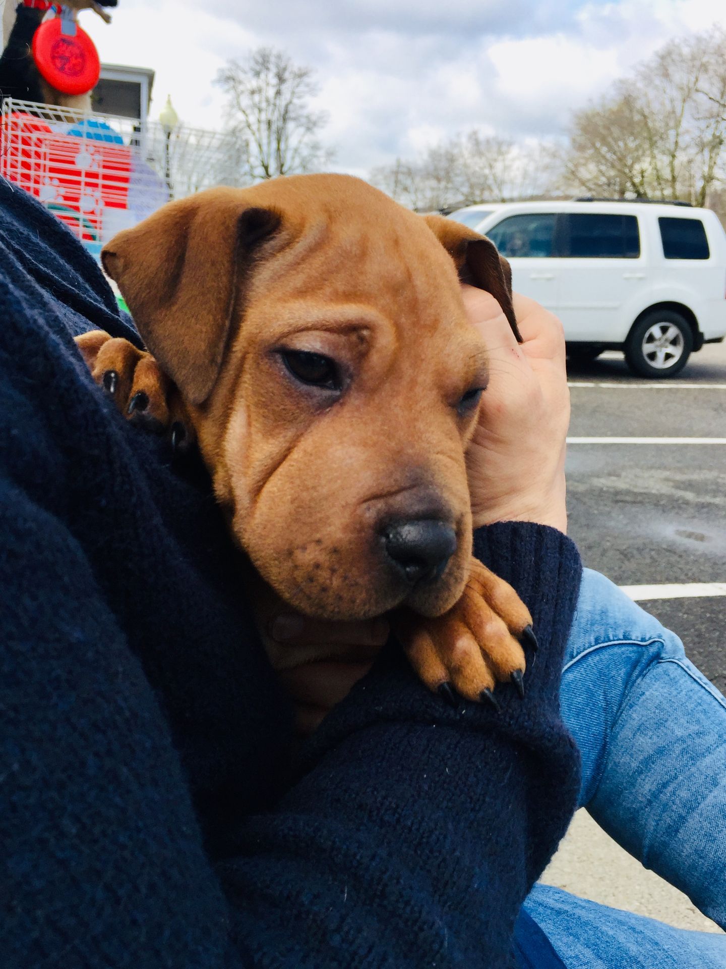 Tips on welcoming your Adopted Pet
