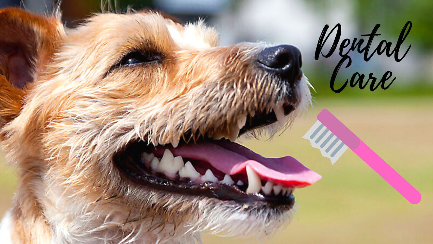 What Can You Do For Your Pet's Teeth?