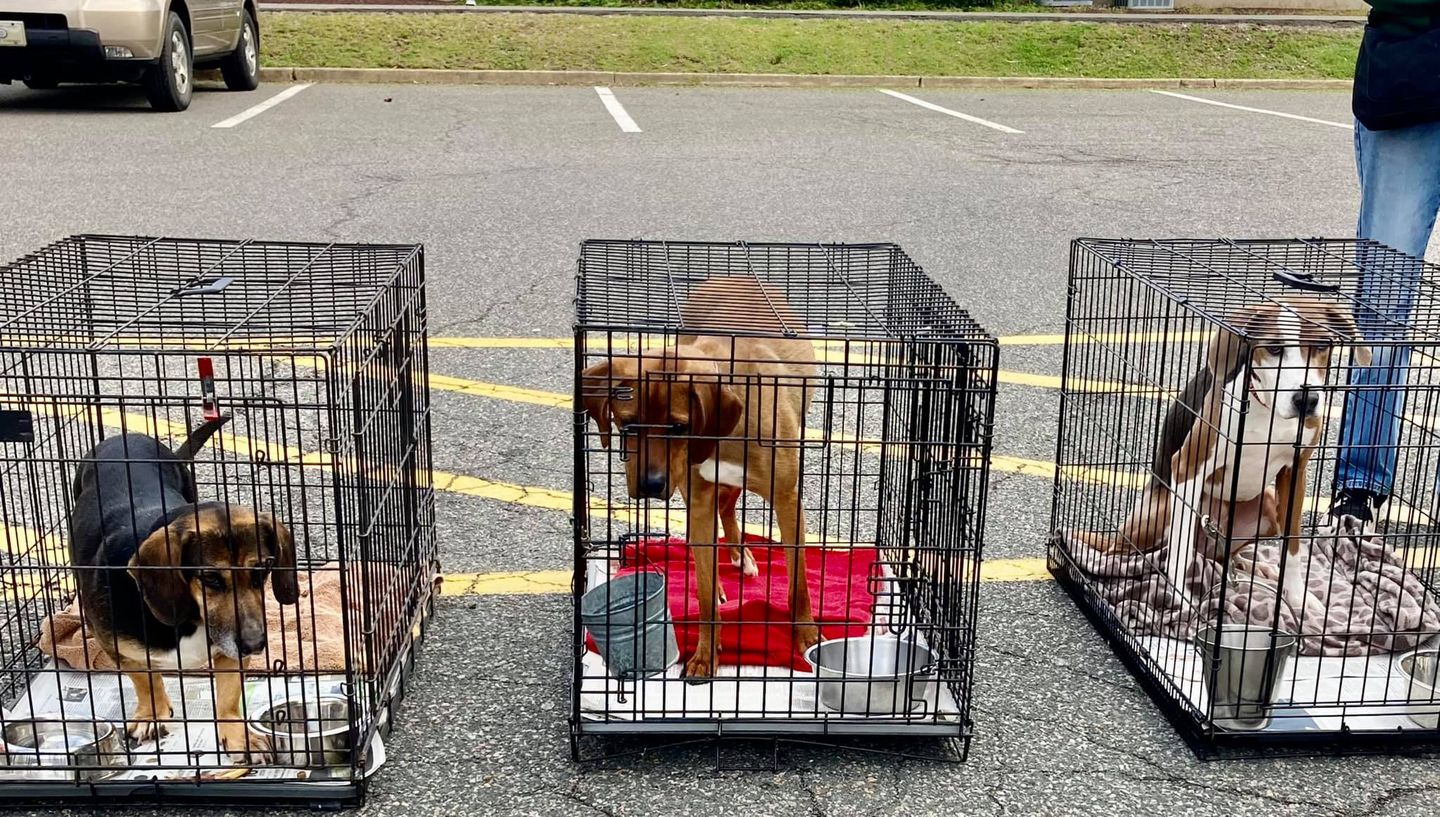 Supporting Pet Adoptions