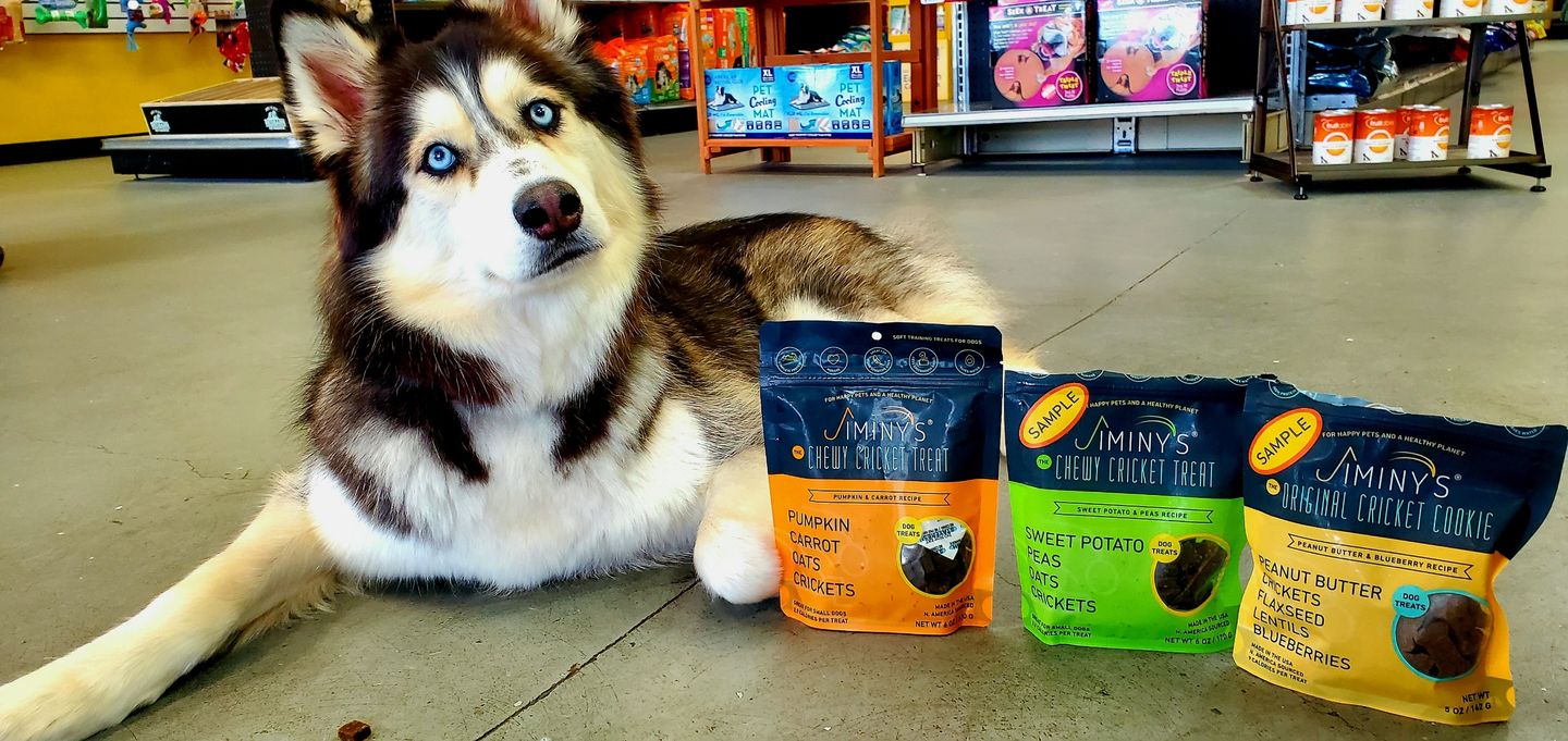 Cricket Protien Is A Superfood Highland, Michigan