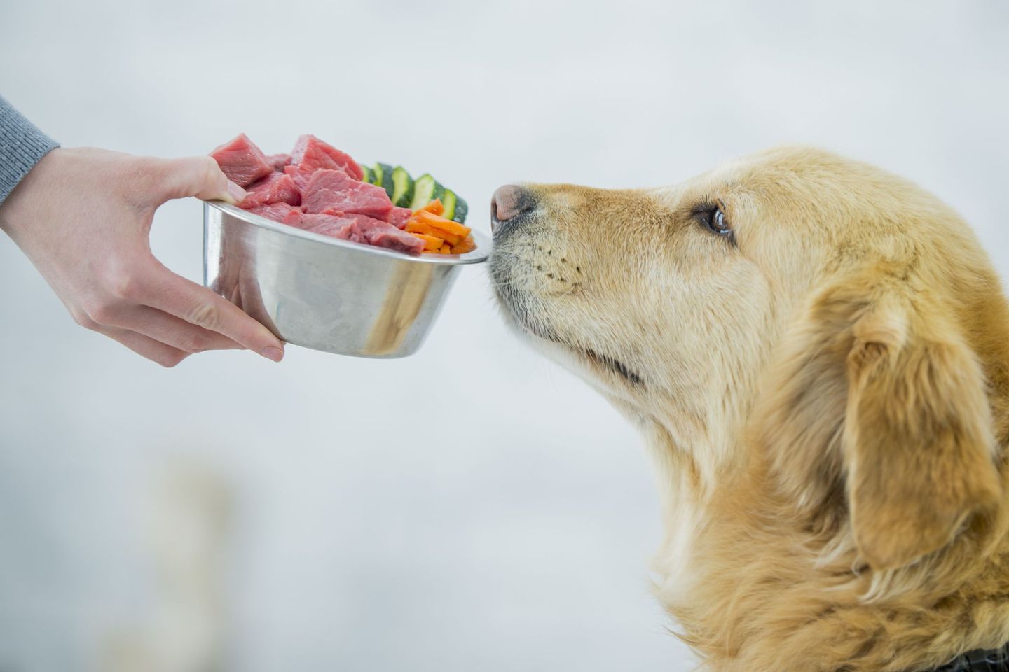 Abady raw 2025 dog food