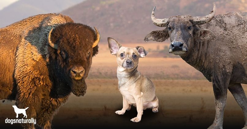 Buffalo vs Bison Are you being fooled?