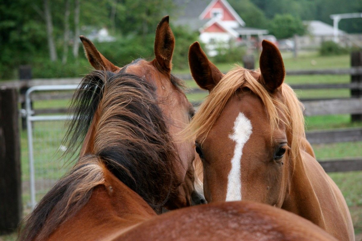 Pet Food Supply Store Cobber's Pet Pantry In Enumclaw, Washington