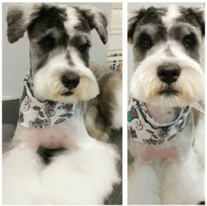 Miniature Schnauzer  Riverstone Veterinary Group