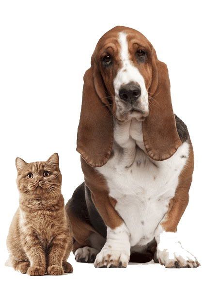 Dog-Cat