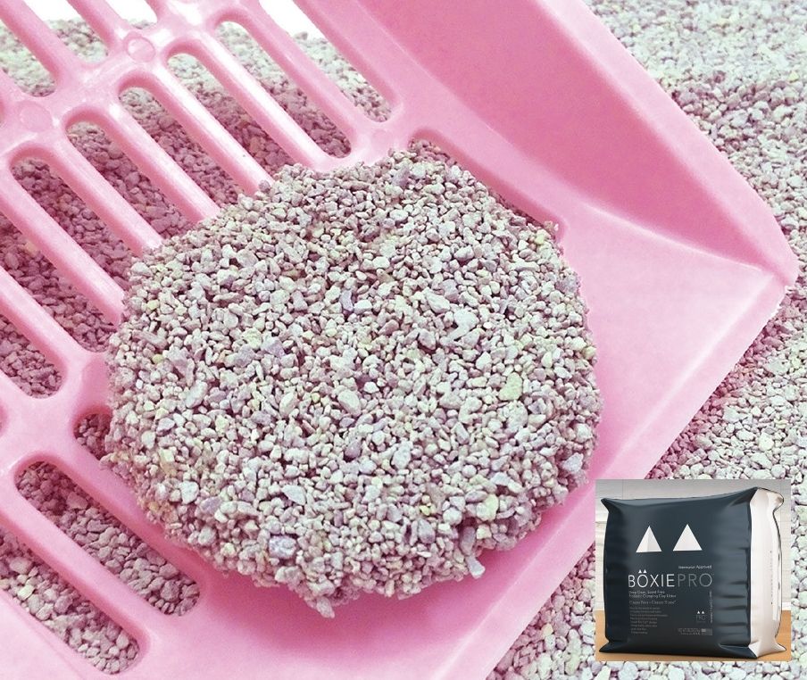 3 Off Any 28 Lb Boxiecat Clay Litter Albuquerque, New Mexico