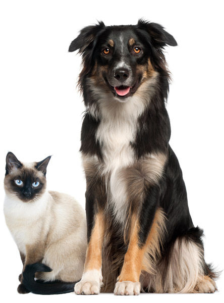 Dog-Cat