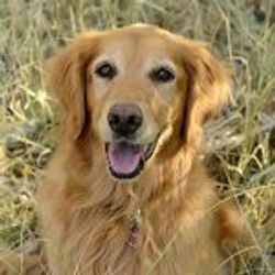 About Three Happy Hounds In Fernley